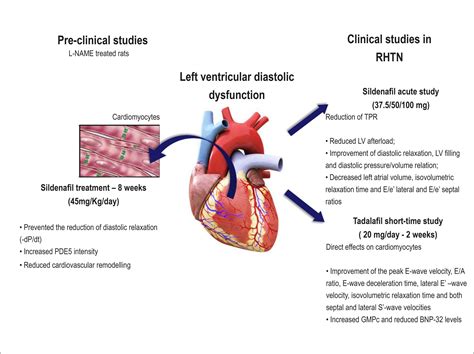 low normal lv systolic function